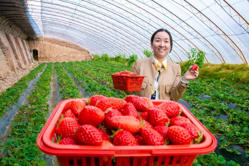 草莓園里春意濃